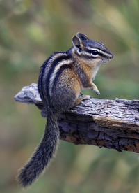 wchipmunk